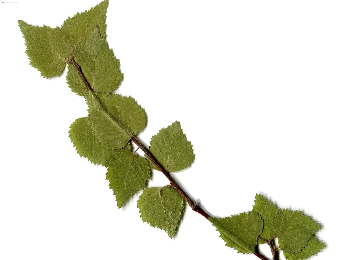 Betula x aurata (Betulaceae)